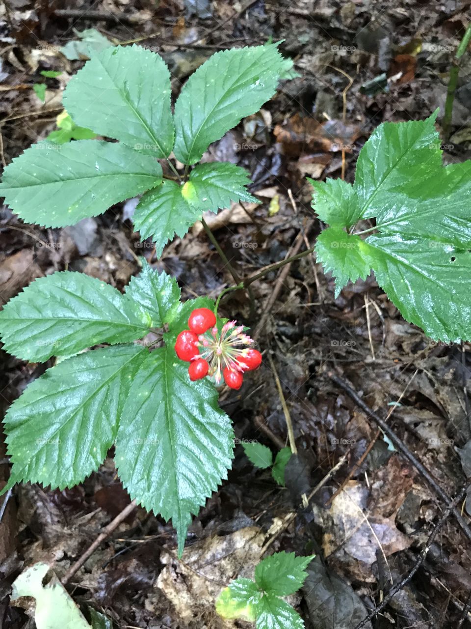 Beautiful three-pronged American ginseng plant with bright red berries. 