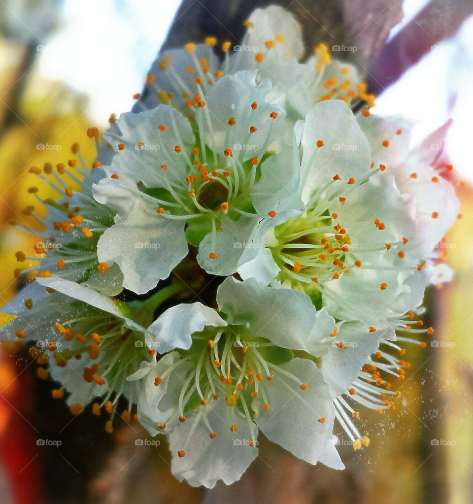 plum blossoms