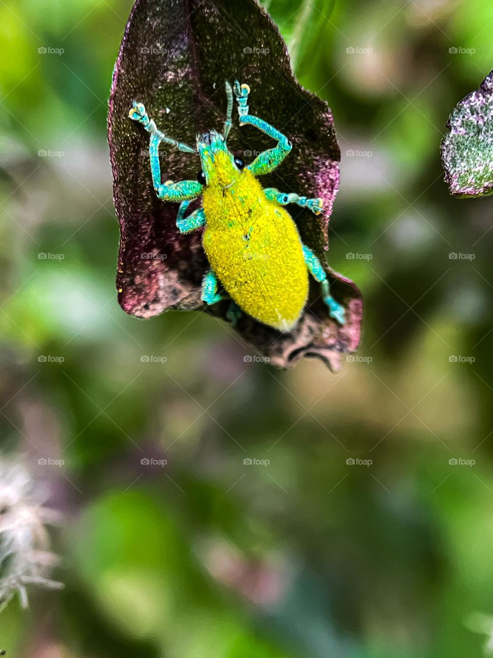 Gold dust weevil beetle on a plant with blurry background. Macro photography 