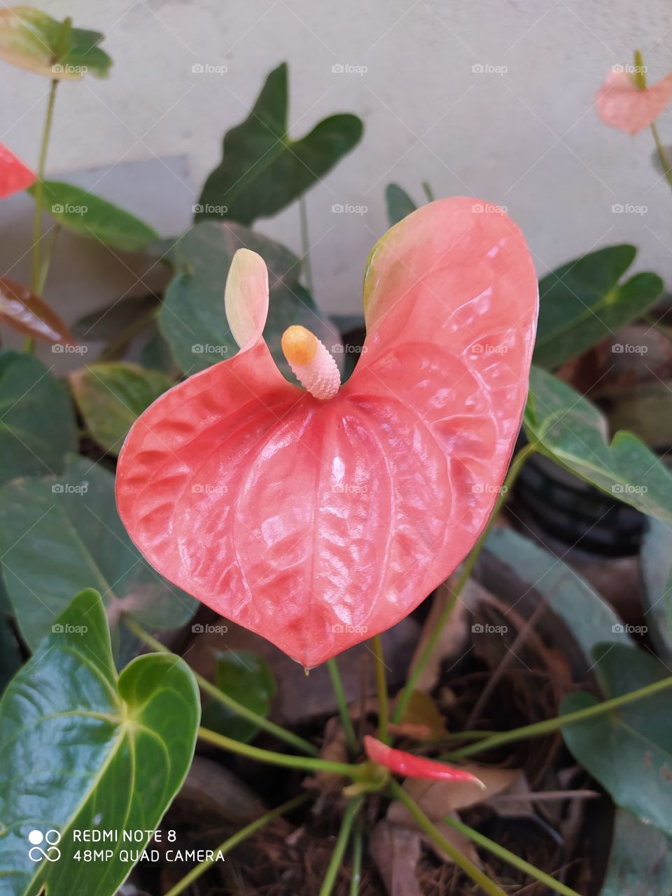 Nature, Leaf, Flora, Flower, Garden