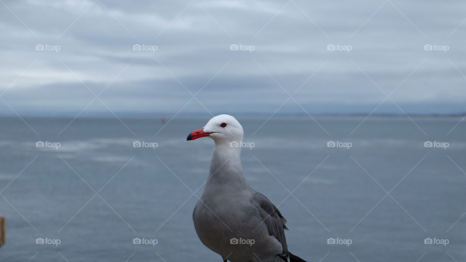 Seagull perching on beach