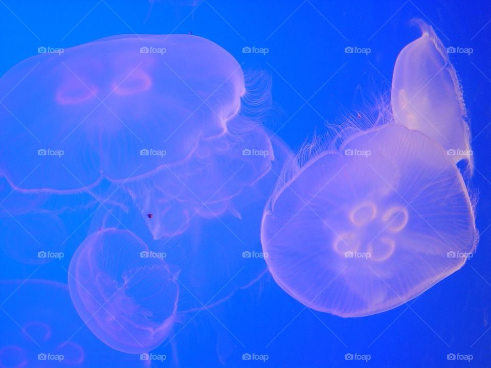 Jellyfish