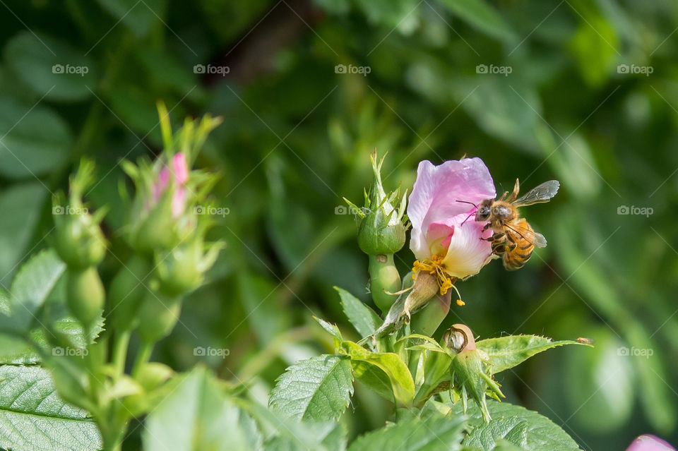 Bee on a flower, foraging insect, nature, Spring, sun