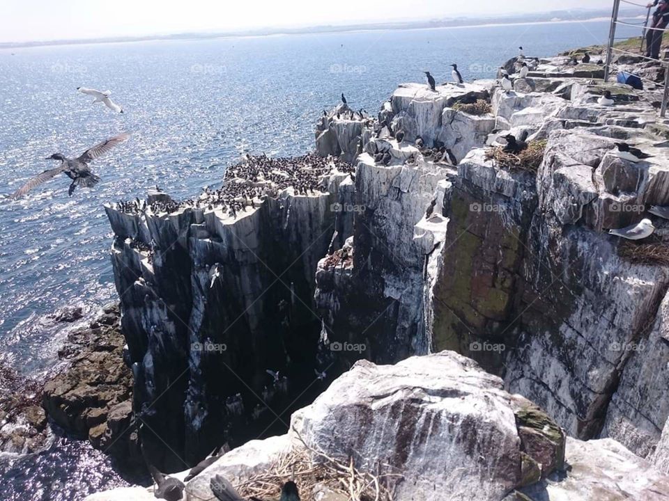 Farne Islands