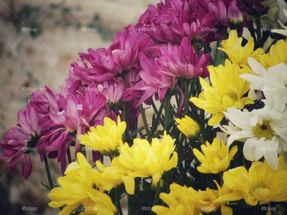 Purple, Yellow and White Flowers