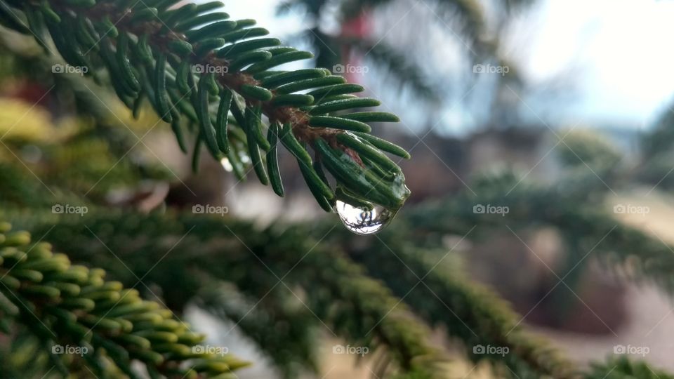 Tree, No Person, Christmas, Winter, Nature