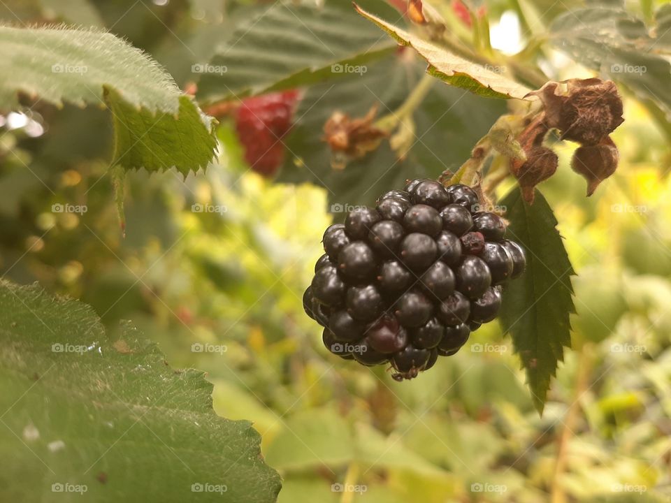 blackberry in The garden