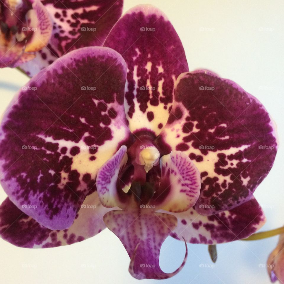 Purple and Pink Orchid Flower
