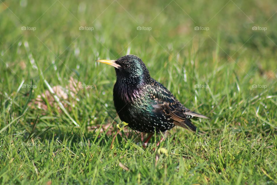 Starling