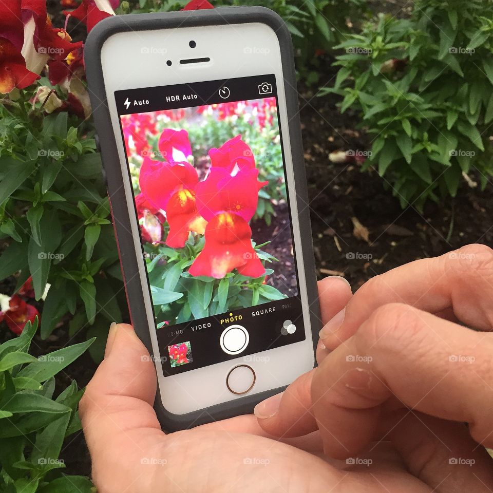 Mobile Photography . Picture being taken on iPhone of red flowers 