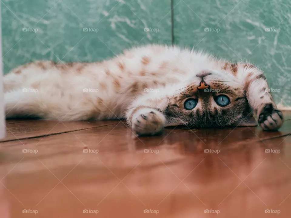 sleeping cats