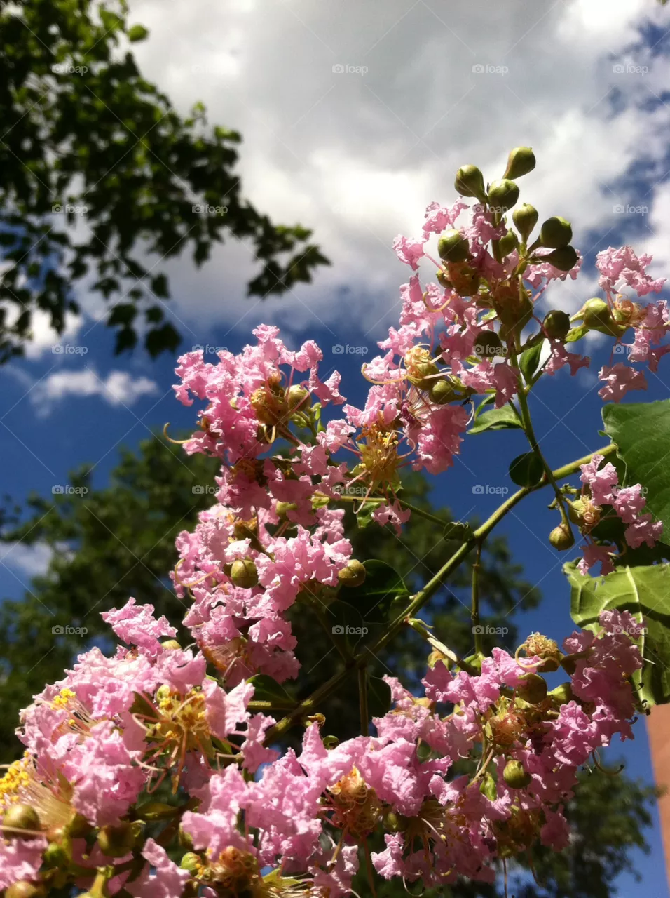 Flower, Garden, Blooming, Flora, Tree