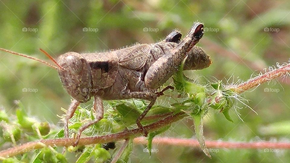 Common Grasshopper