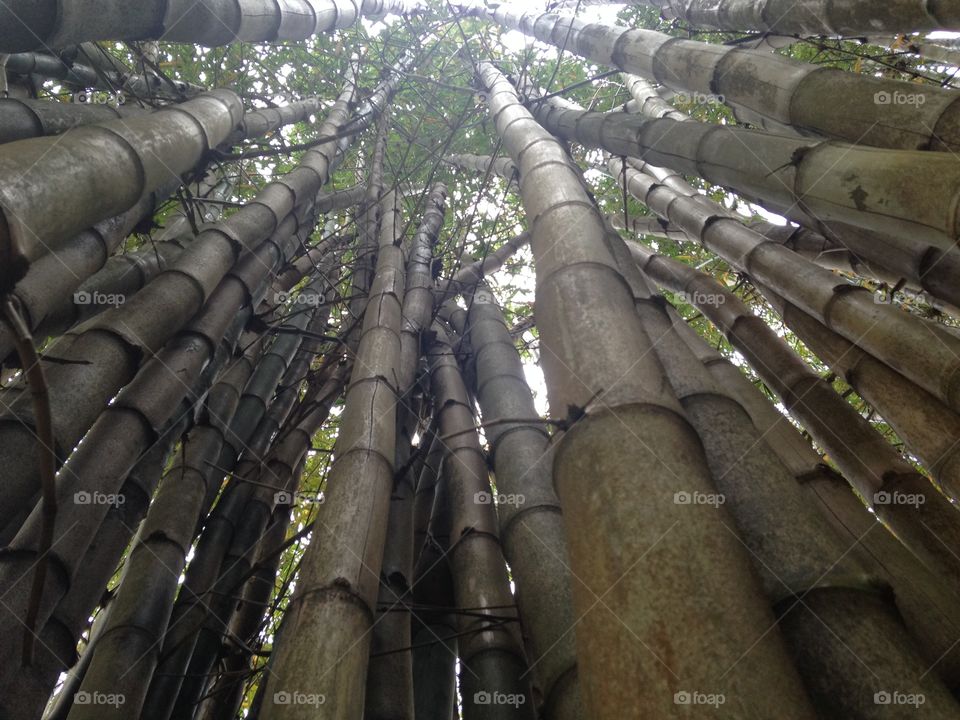 Bamboo heights