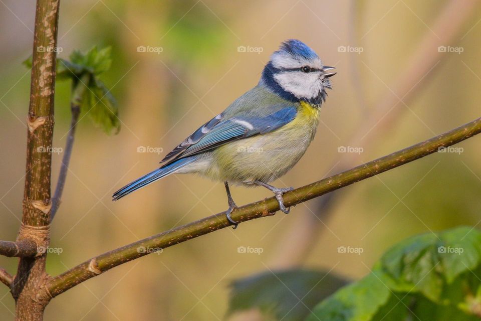 Blue tit bird in spring on a tree