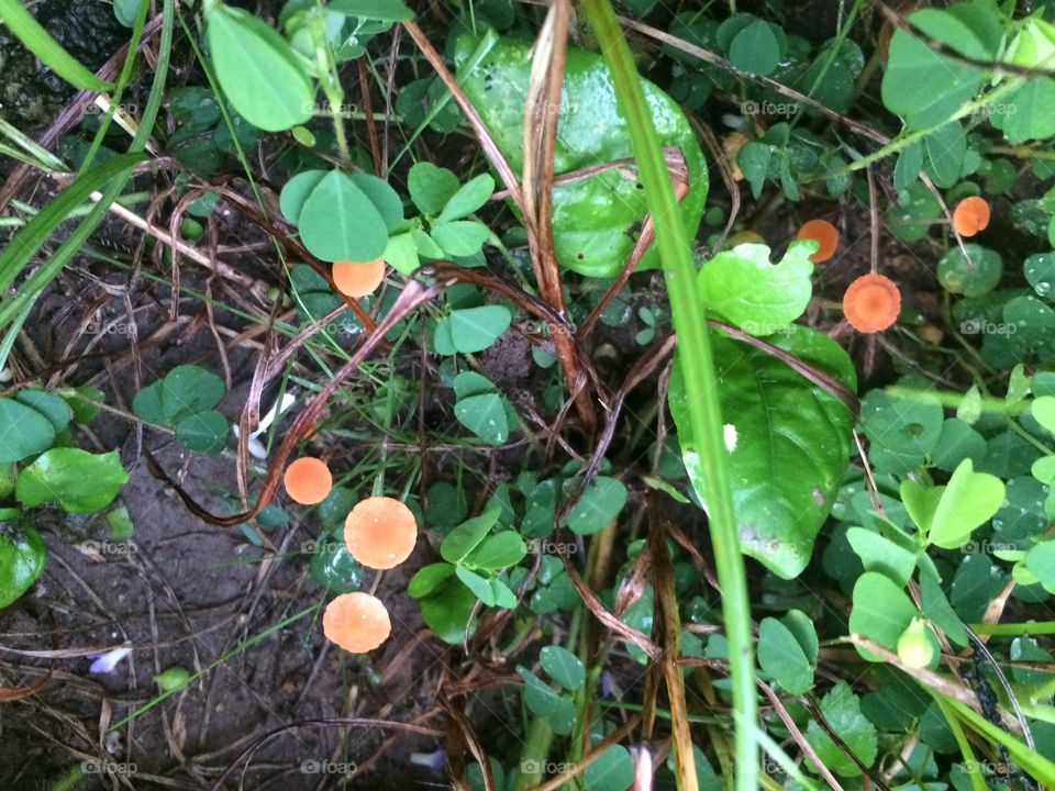 Plants, Weeds & Mushrooms 