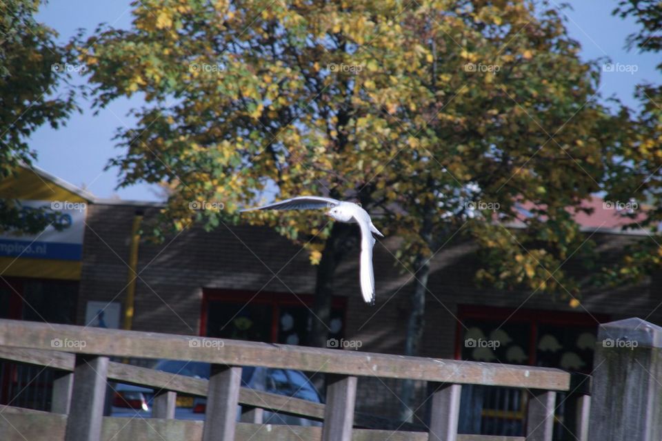 Sea gull Flying around