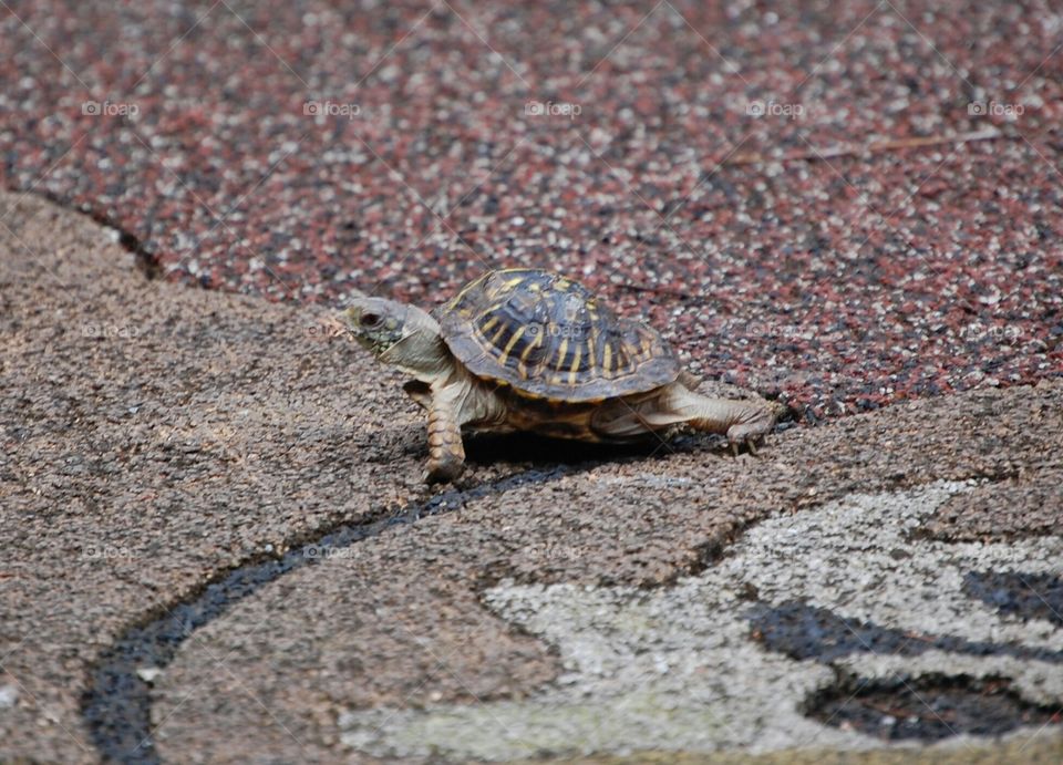 Baby turtle