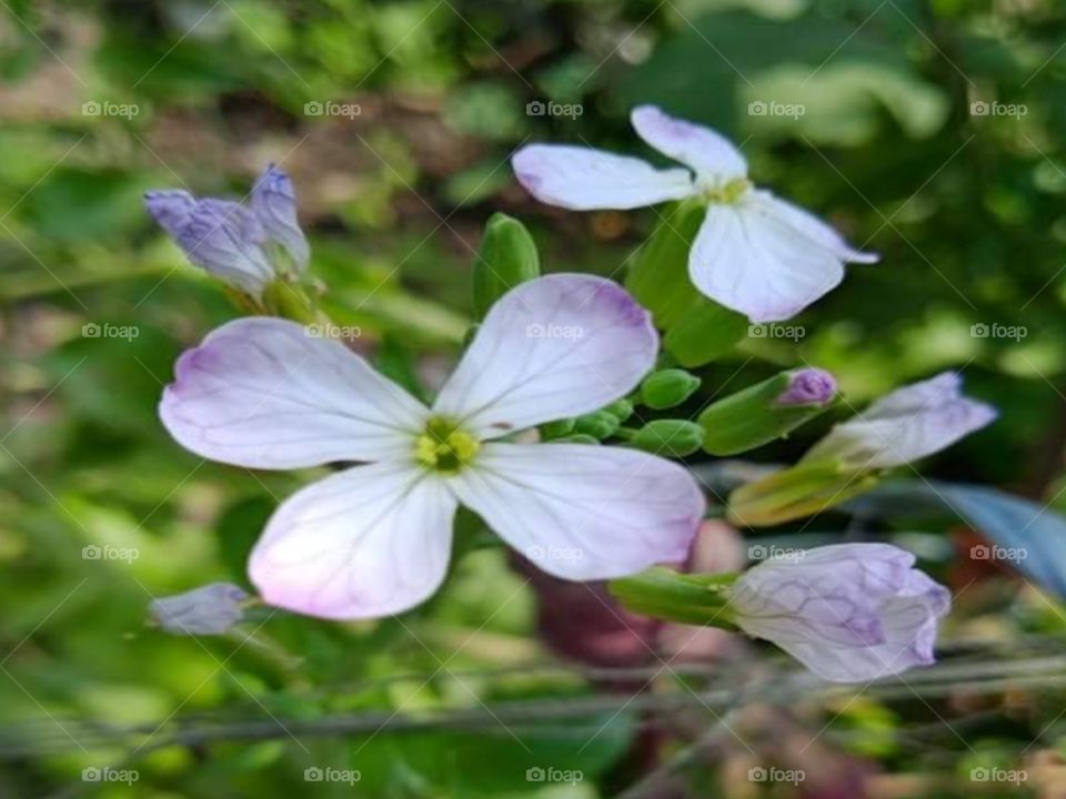 White flower