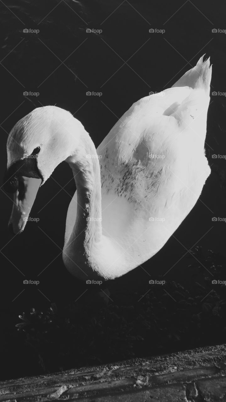 Mute swan black and white 