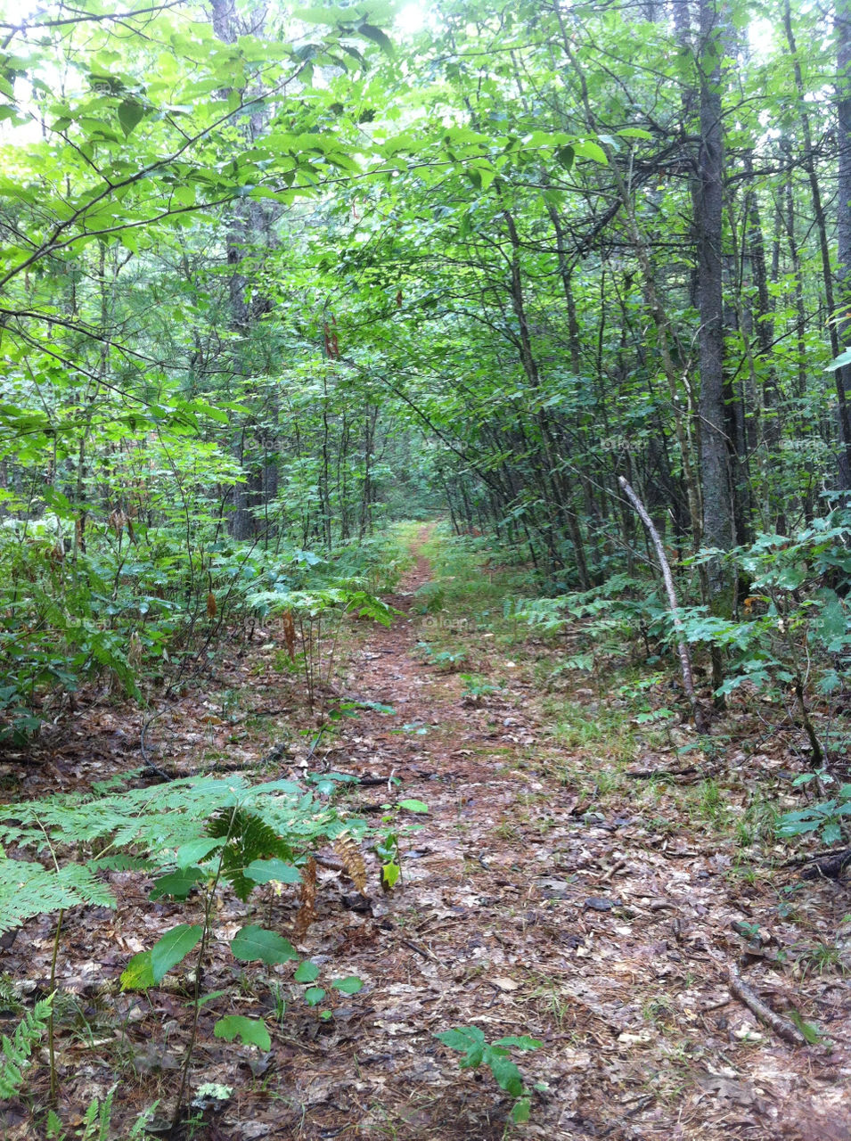 green trees forest woods by serenitykennedy