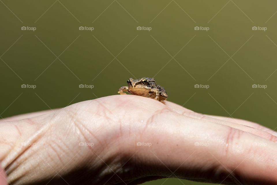A close up portrait of a small baby frog sitting on the hand of a person, ready to jump off.