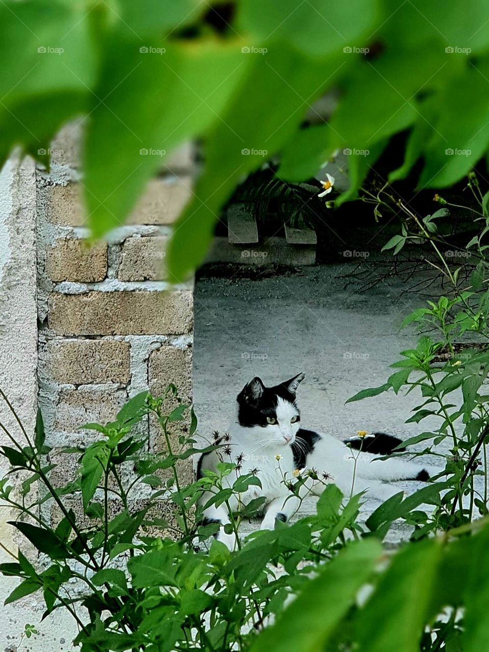 Wild Plants and a Cat at Abandoned House