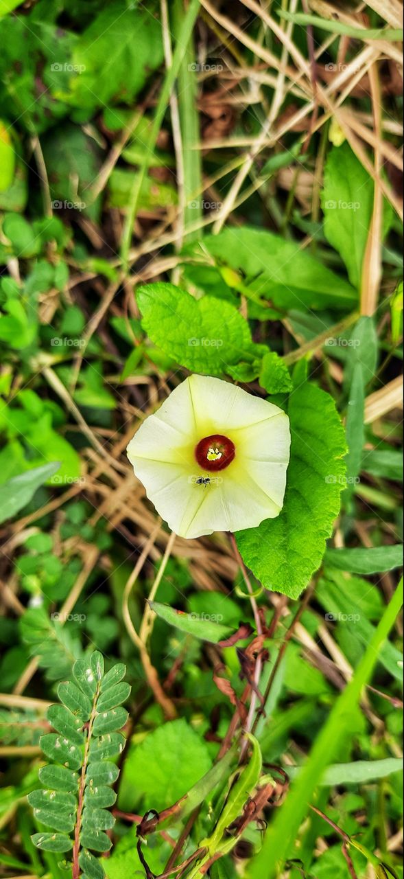 A beautiful wild flower.