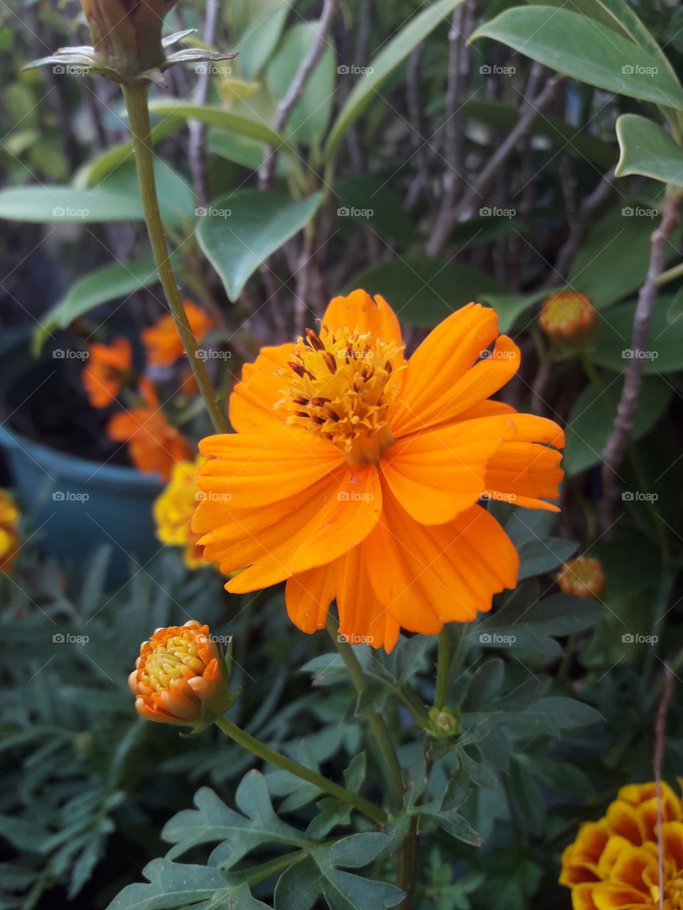 orange flower has  several stacked pollen standing on the middle.