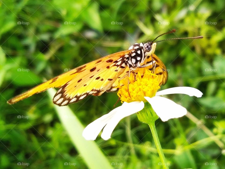 Butterfly standing on the flower.