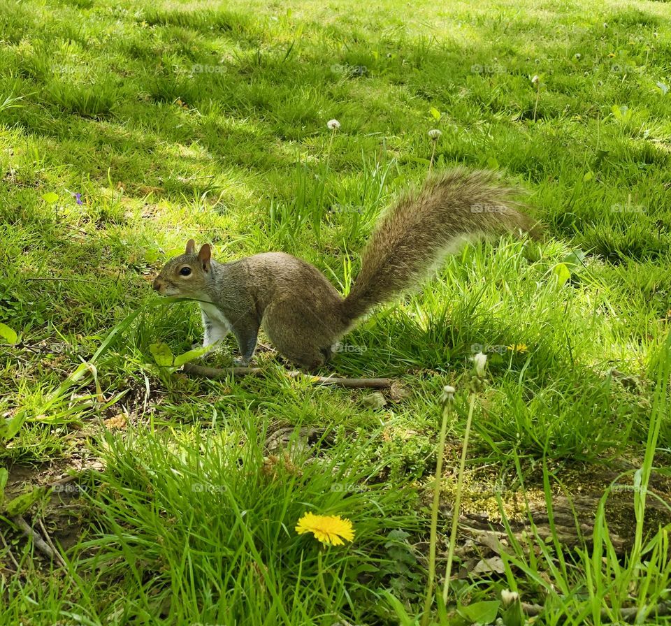 Squirrel ready to run