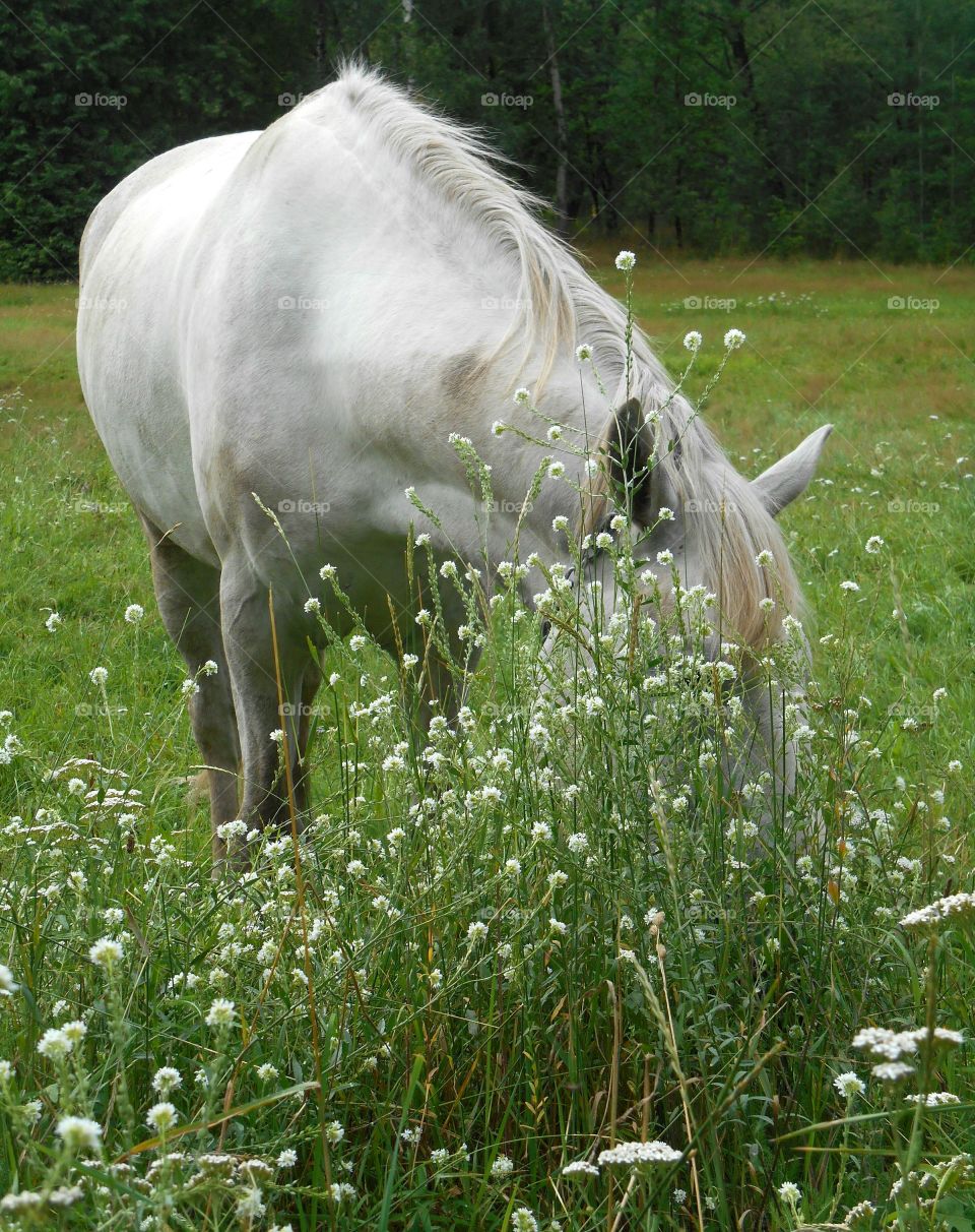 Grass, Nature, Pasture, Hayfield, Field