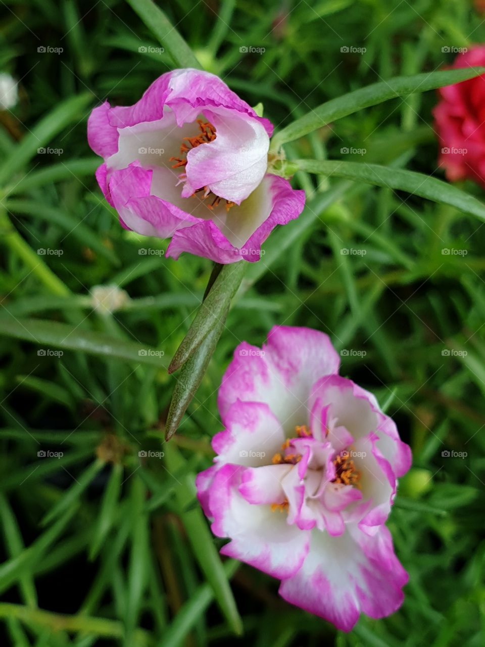 my beautiful Portulaca grandiflora