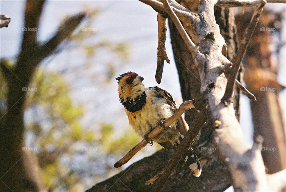 Crested Barbet.