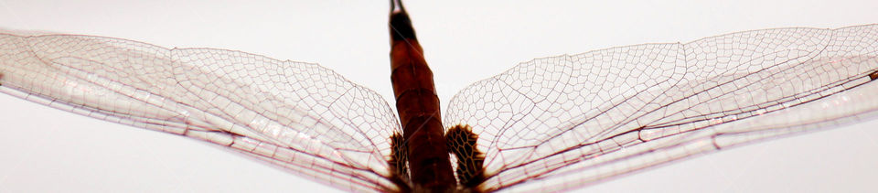 Dragonfly wings