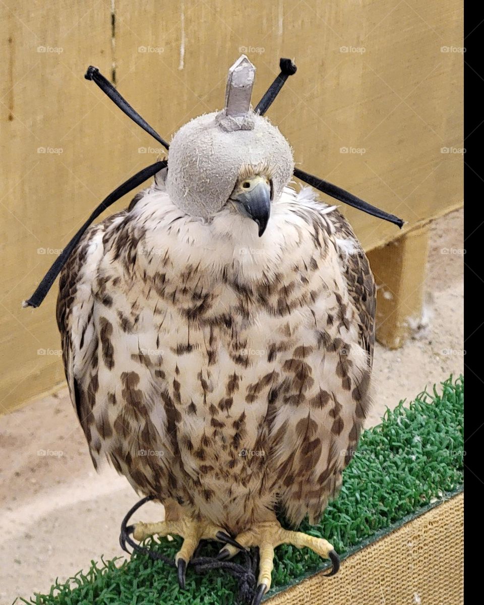 faucon in Doha souq