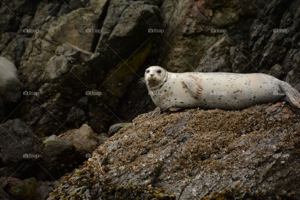 Harbor seal