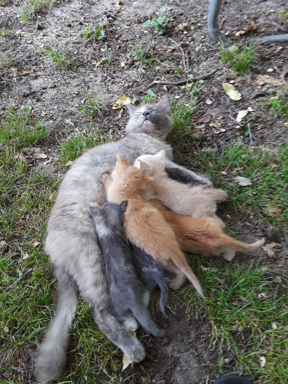 My baby, Mama, and her beautiful little kittens.
