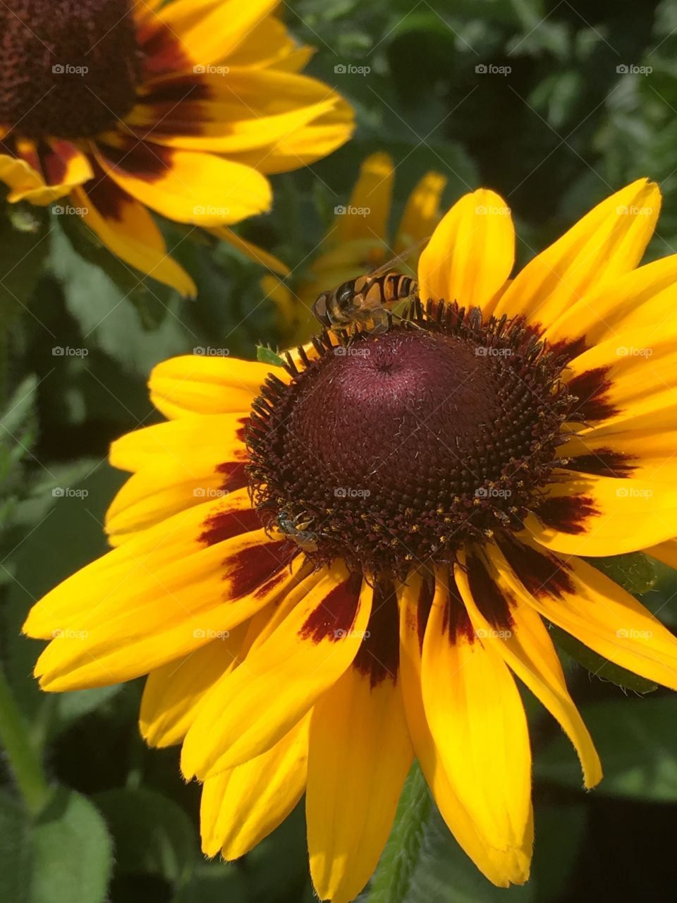 A cute little bee on a sunflower on a beautiful sunny day!