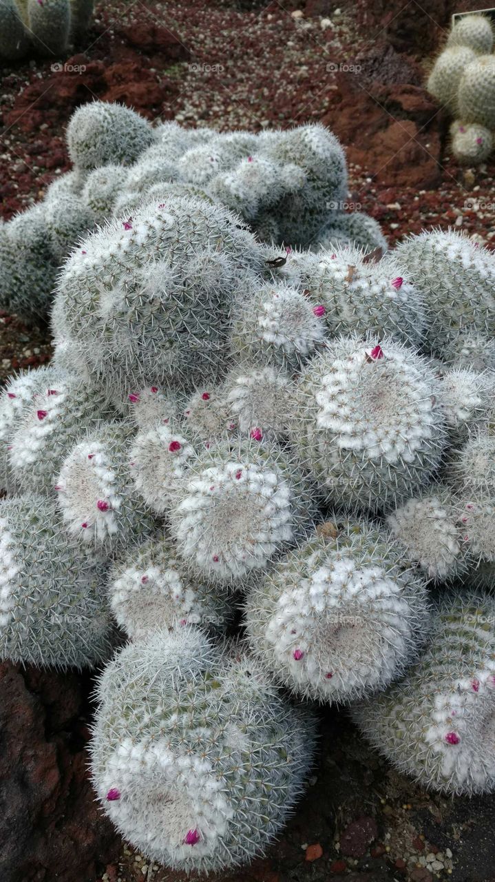 Desert Cactus garden