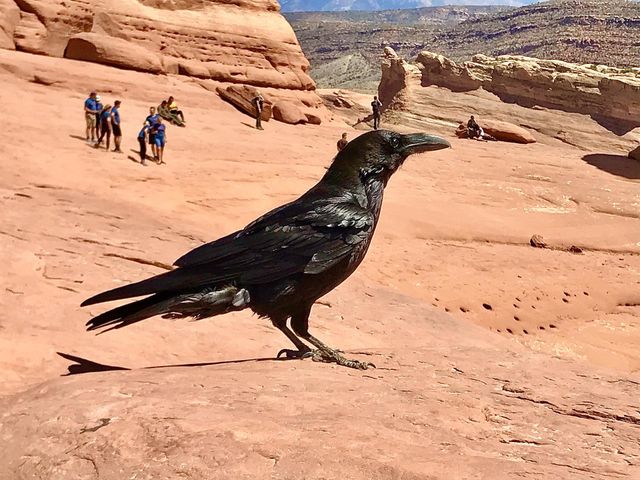 Black Crow
