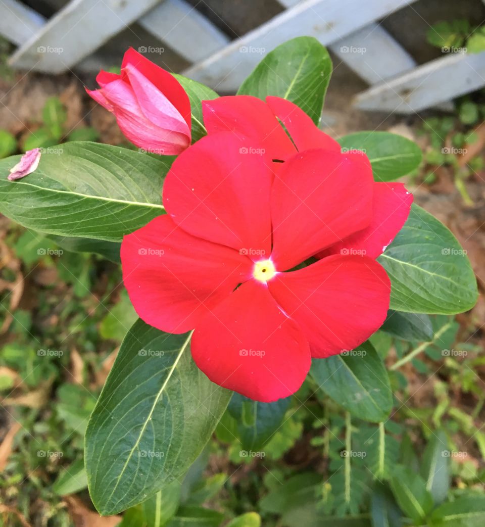 Red beautiful flowers