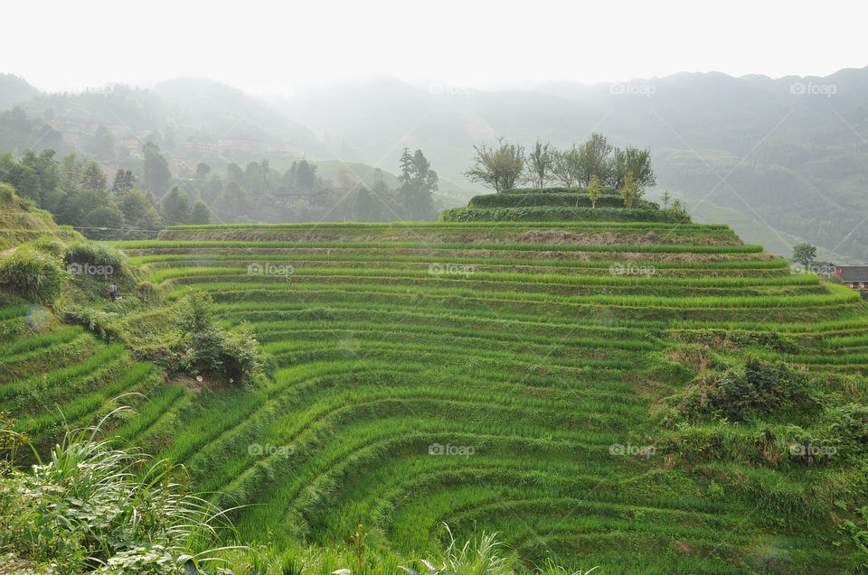 Green rice terraces in China during summer time