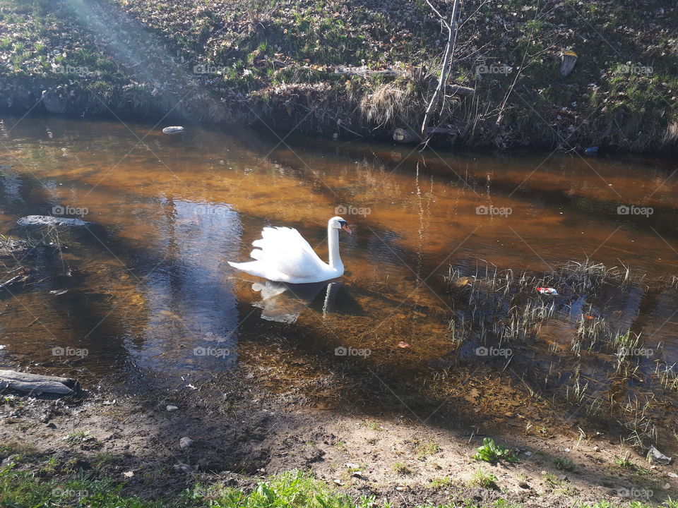 A sunny day with a swan