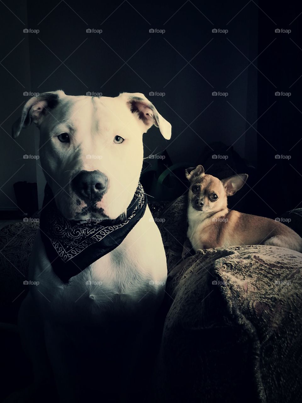 Pitbull and Chihuahua 