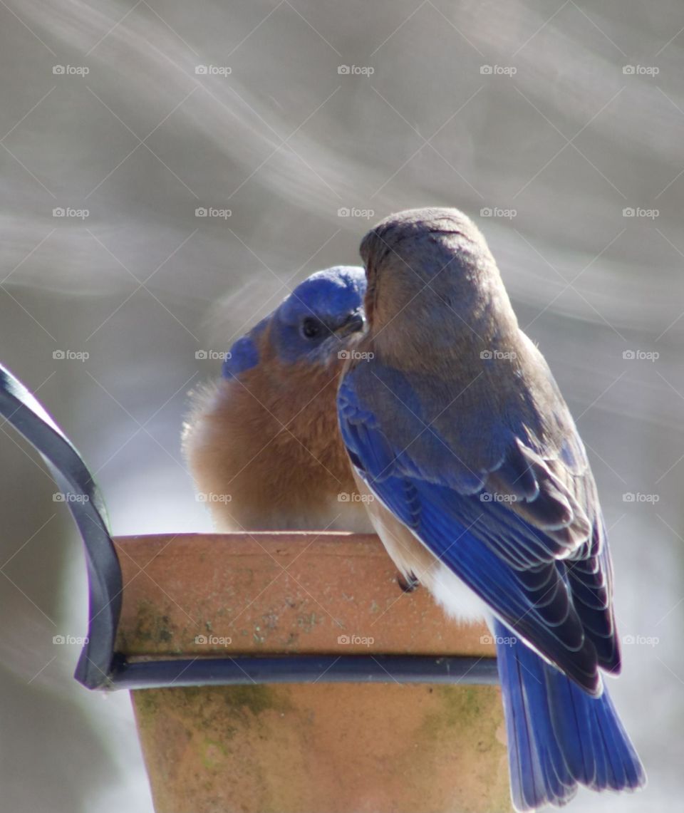 Bluebird showing disgust over sharing a feeder