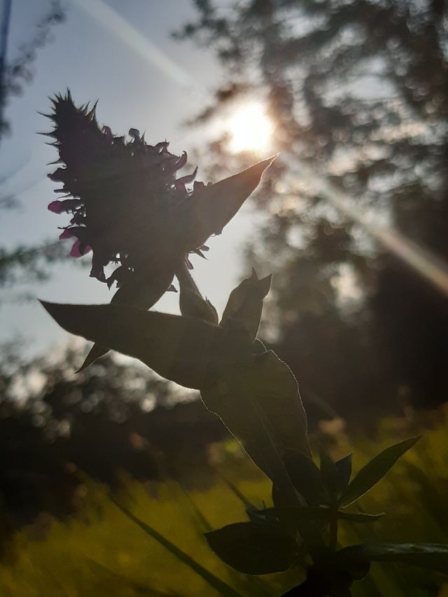 Purple loosestrife
