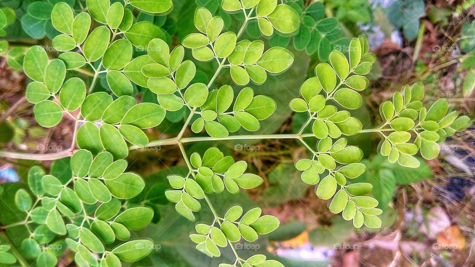 Moringa leaves