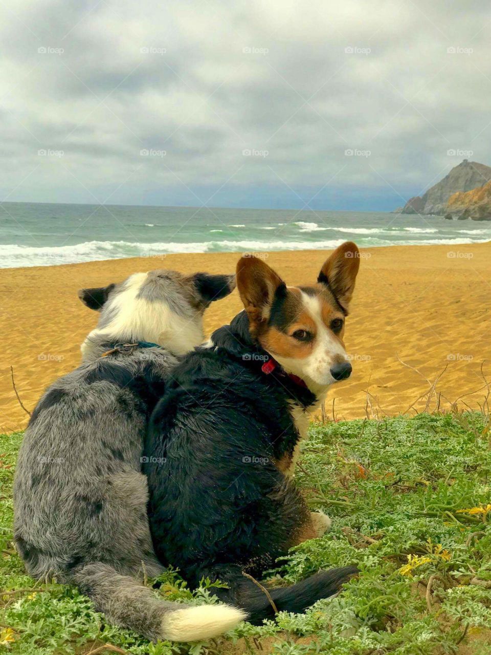Quality Family Time for my friend's dogs -- fur babies