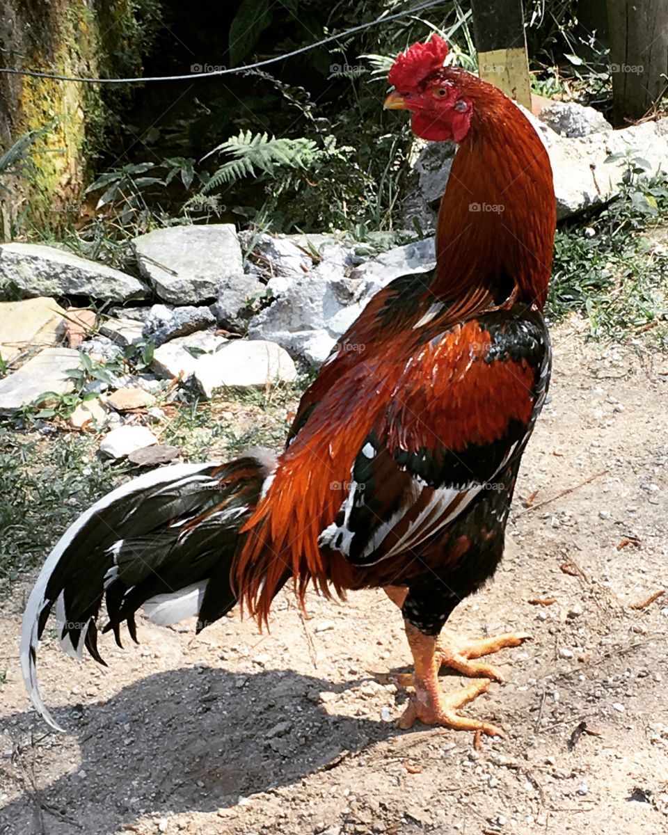 Na hora da selfie, o galo fez pose e... foto! /At selfie time, the cock made pose and ... picture!